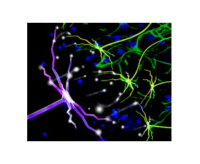 Transistors électrochimiques organiques dendritiques cultivés par électro-polymérisation pour l’ingénierie neuromorphique 3D 