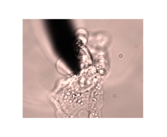 Un nano-radar pour l’imagerie cellulaire : microscopie 3d micro-ondes et fluorescence en milieu liquide